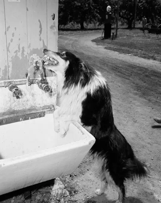 Outdoor shot of dog drinking water from tap