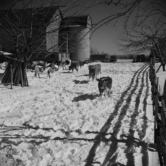 USA, Connecticut, Farm scene in winter