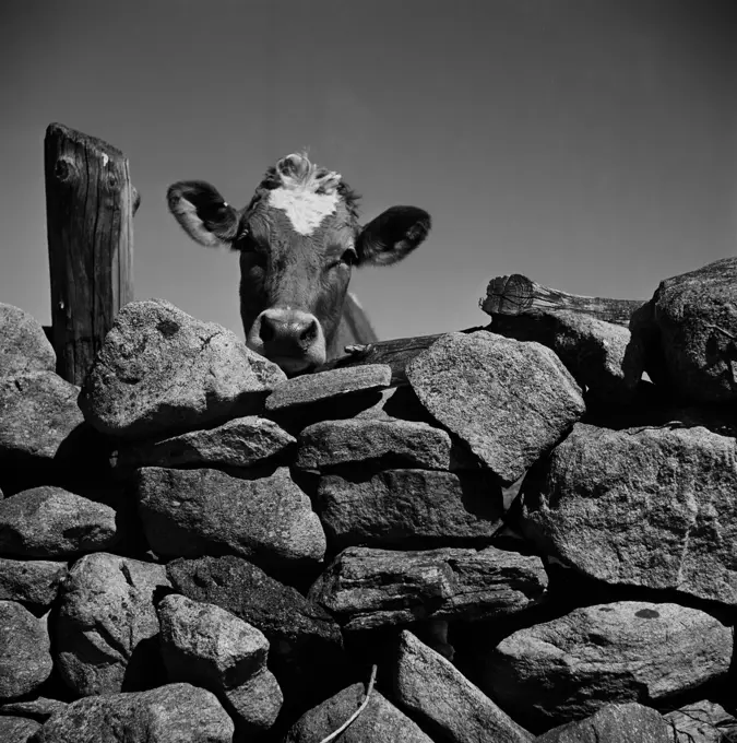 Portrait of young calf looking from behind stone wall