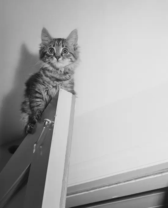 Bright eyed kitten sitting on top of doors