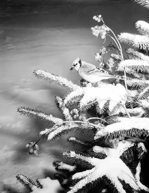 Bird perching on pine tree branch covered by snow