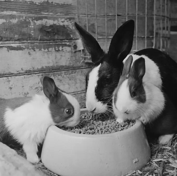 Rabbits eating together from bowl