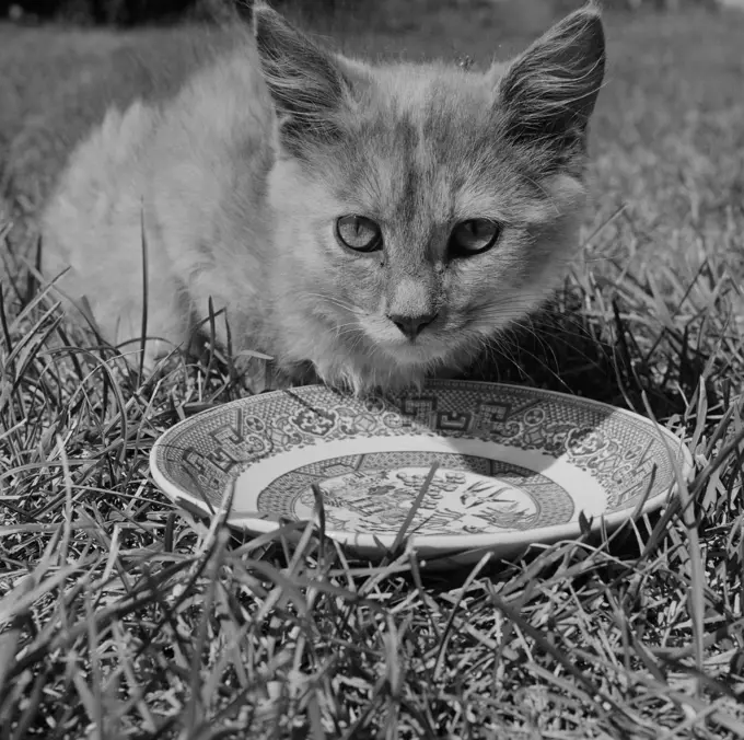 Cat drinking from plate