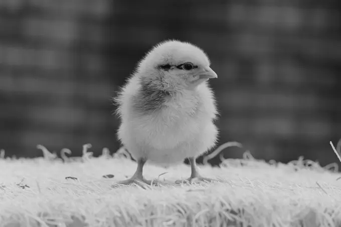 Baby chicken