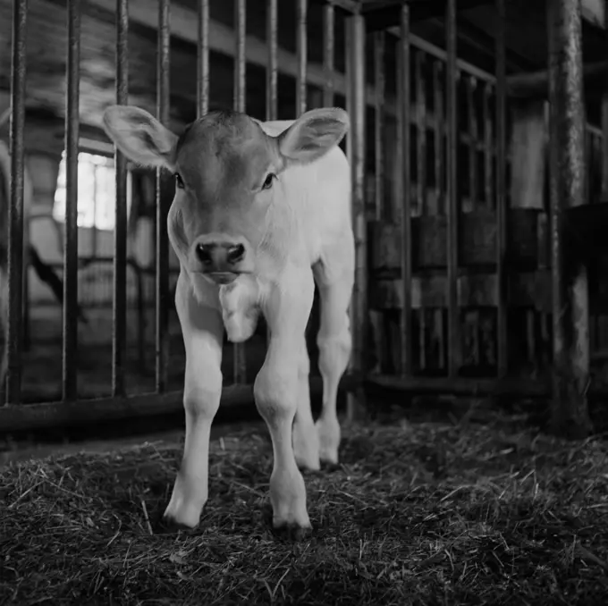 Brown Swiss calf