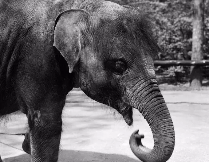 Young Elephant in Zoo