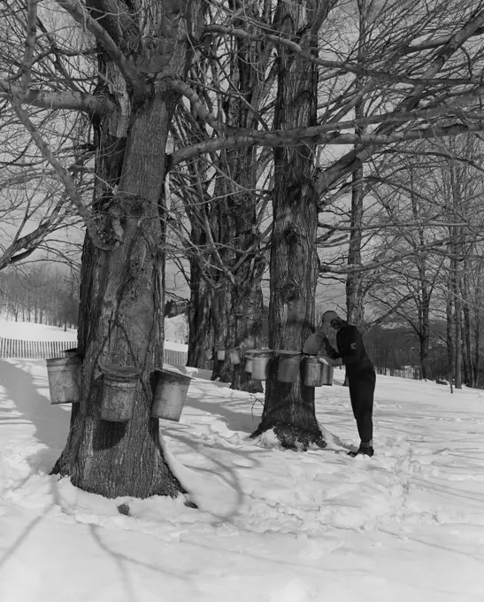 USA, Massachusetts, Tyringam, Sugar Maples, man collecting maple syrup