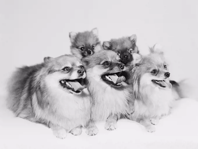 Pomeranian puppies, studio shot