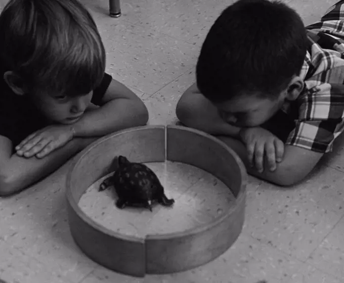 Two boys observing turtle