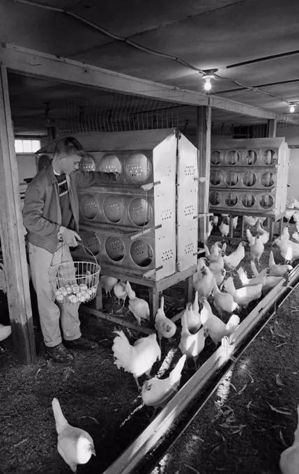 Teenage boy gathering eggs in chicken coop