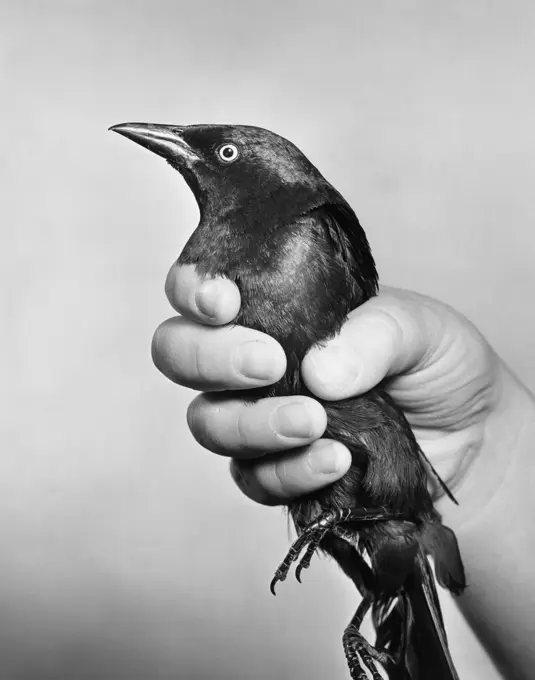 Close-up of a person's hand holding a bird