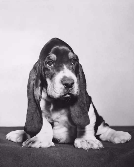 Basset Hound puppy sitting