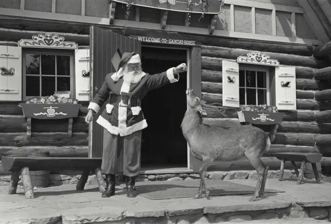 Vintage Photograph. Santa Claus feeding a reindeer.