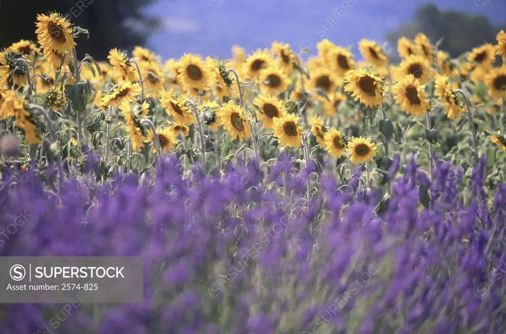 Lavender and Sunflowers Provence France