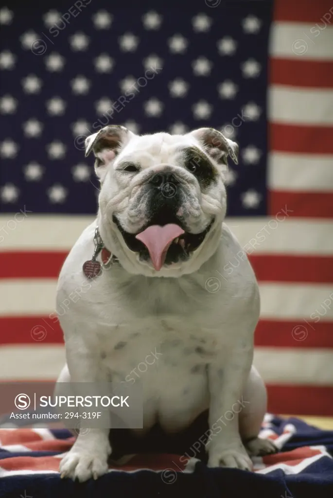 English Bulldog sitting in front of an American flag