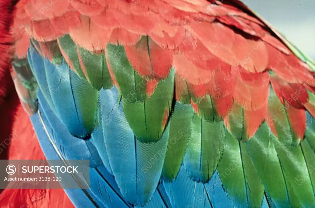 Wing of Green-winged Macaw Brazil