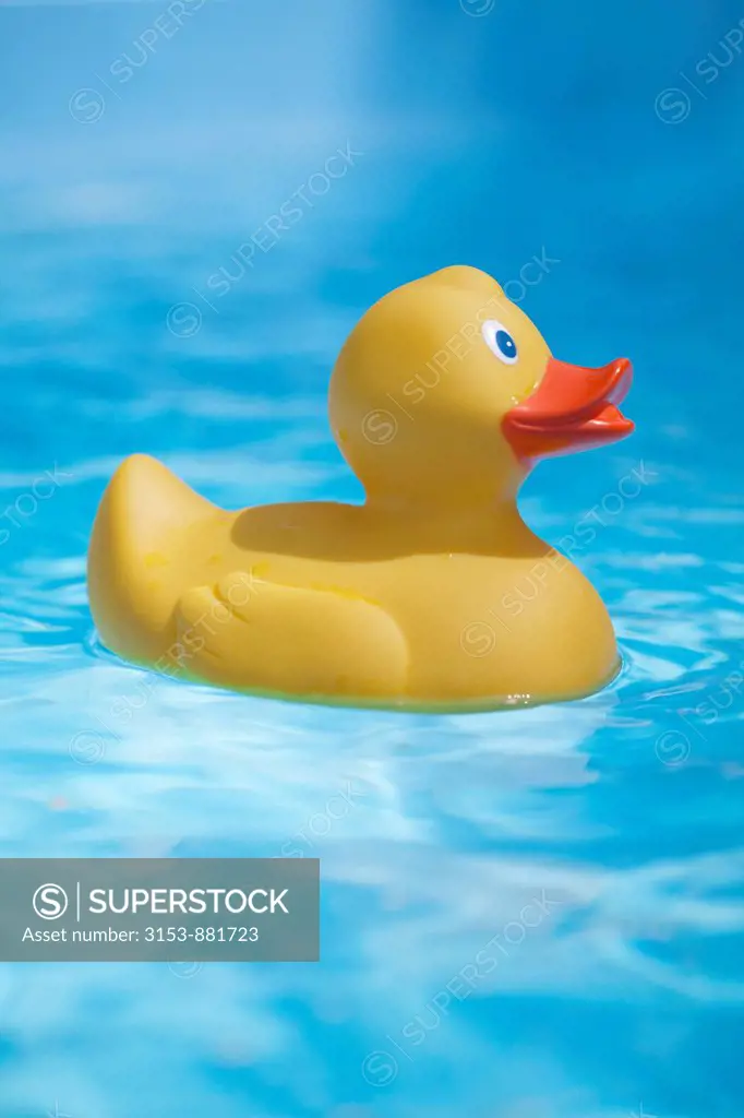 rubber duck by the pool