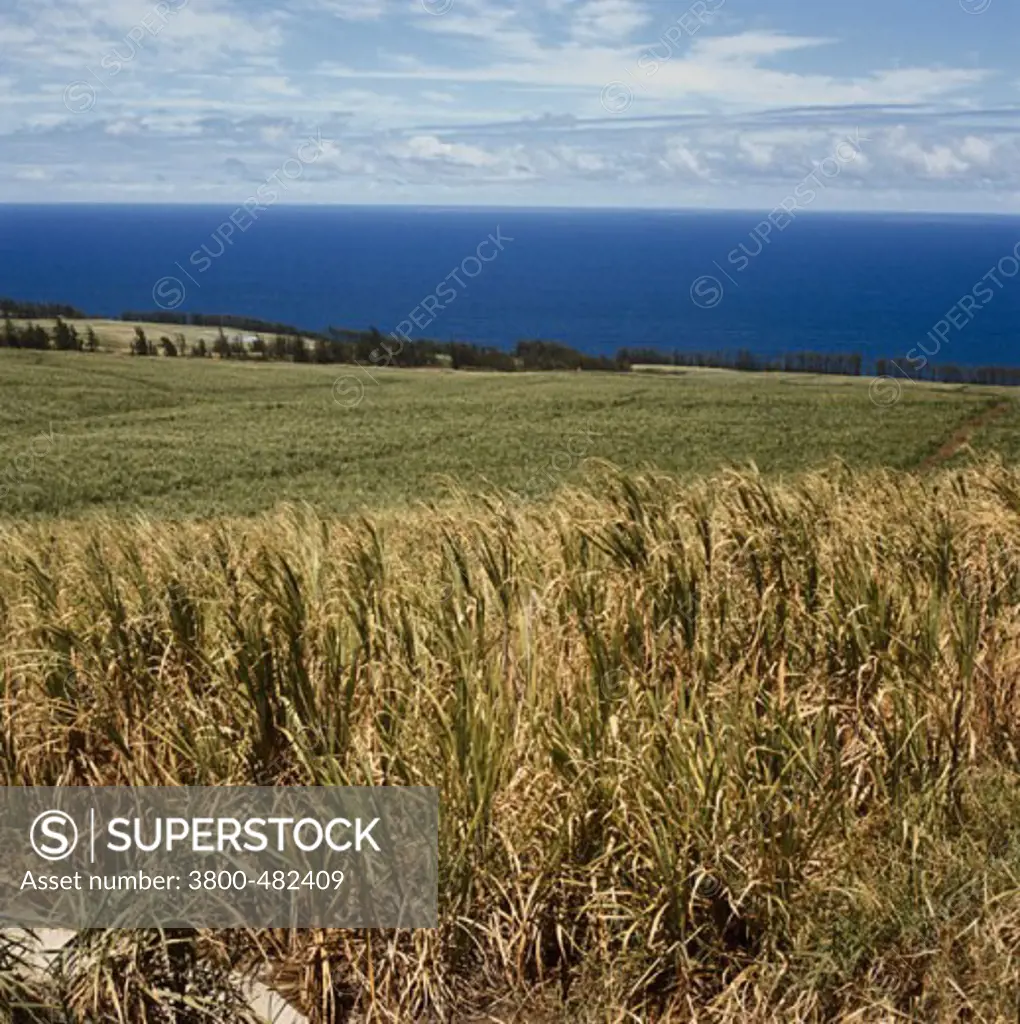 Sugar Cane Fields Hawaii USA