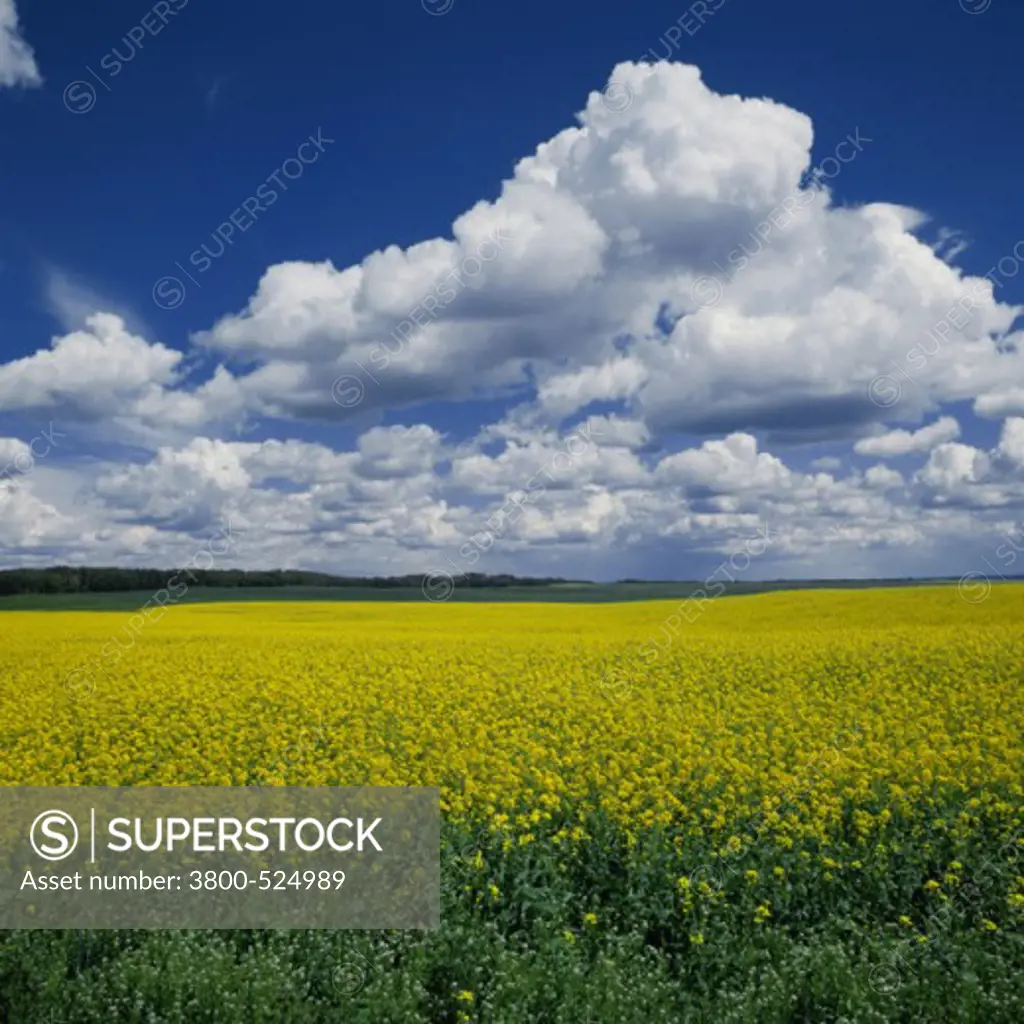 Rapeseed Field