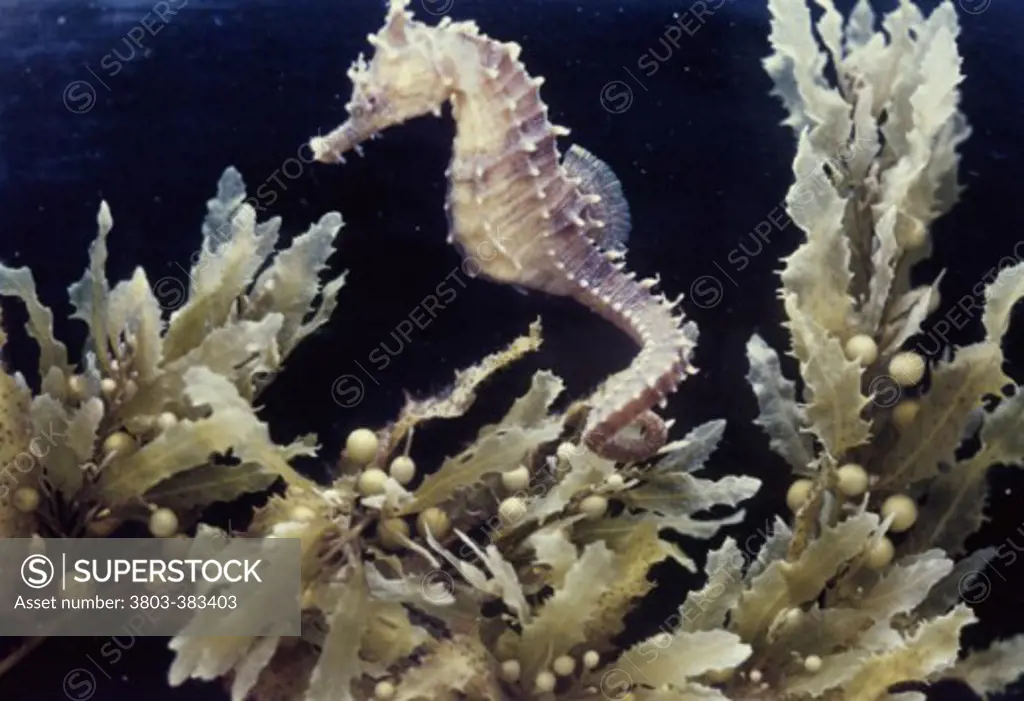 Sea Horse Clinging to Sargassum Seaweed 