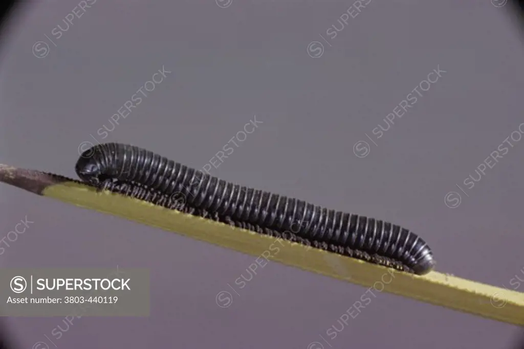 Thousand-legged Worm