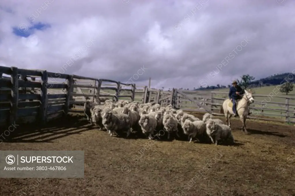 Sheep Farm New Zealand