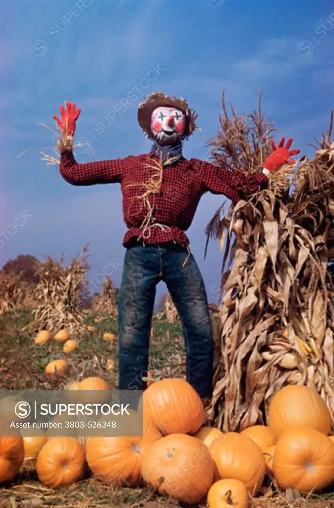 A scarecrow in a pumpkin field