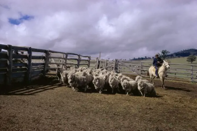 Sheep Farm New Zealand