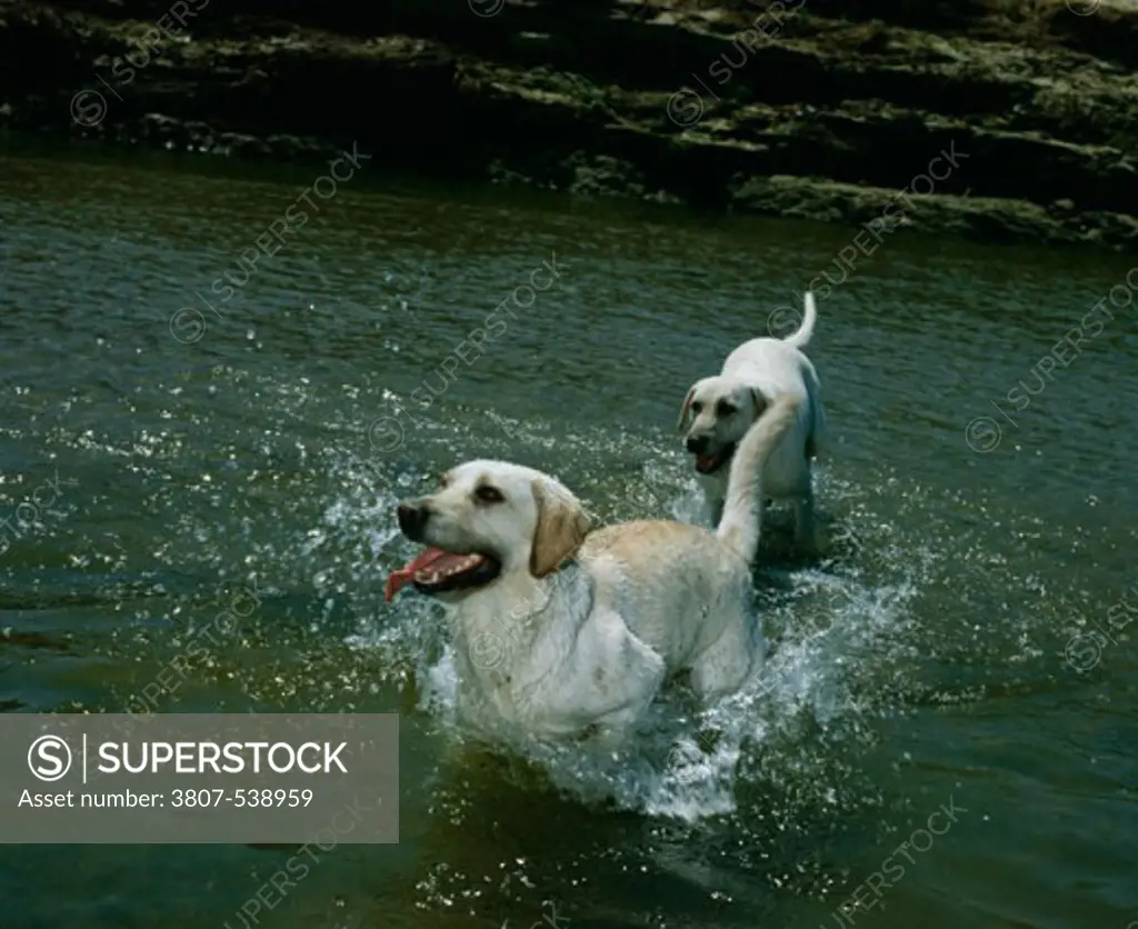 Yellow Retrievers