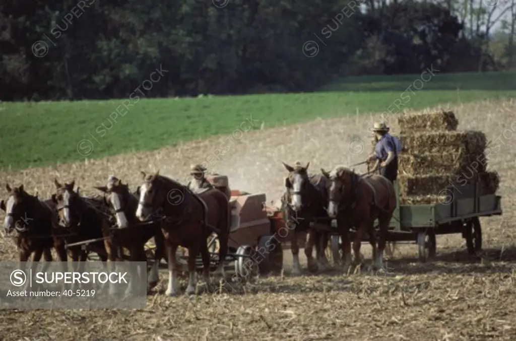 Amish Farmers Lancaster Pennsylvania USA