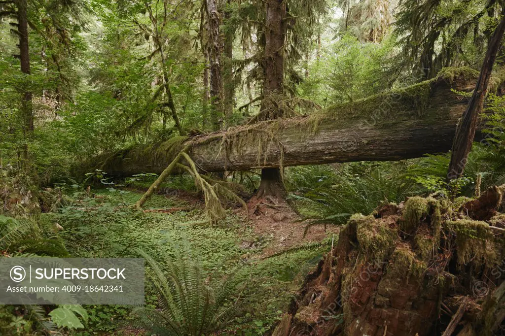 Hikers POV of fallen tree on a trail in the Hoh Rain Forest National Park on the Olympic Peninsula in Washington State