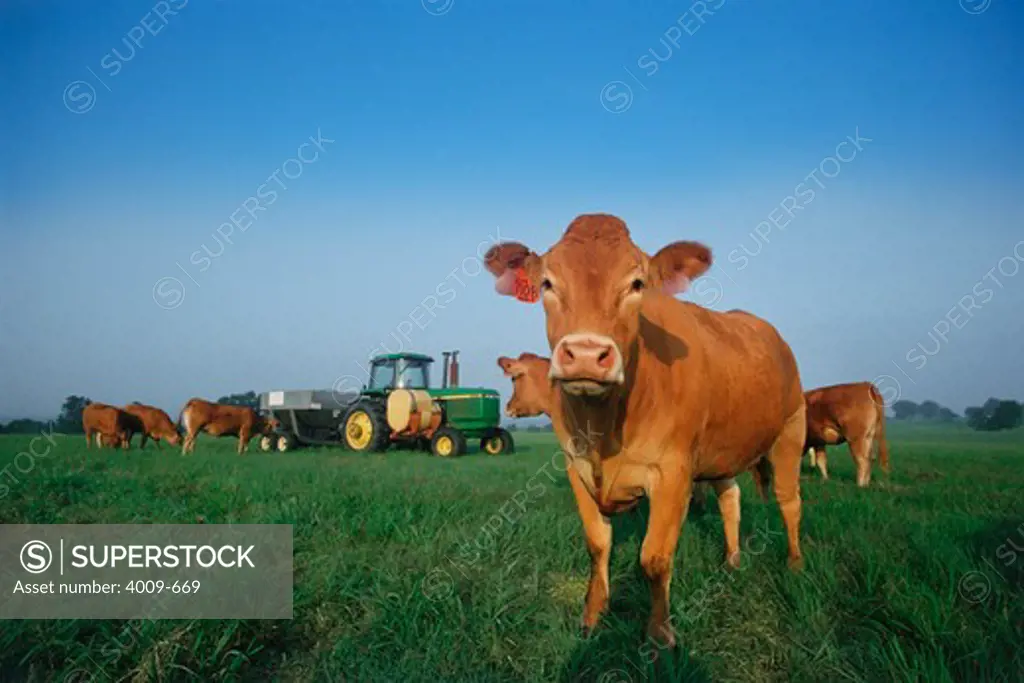 Herd of cows in a farm, Mississippi, USA