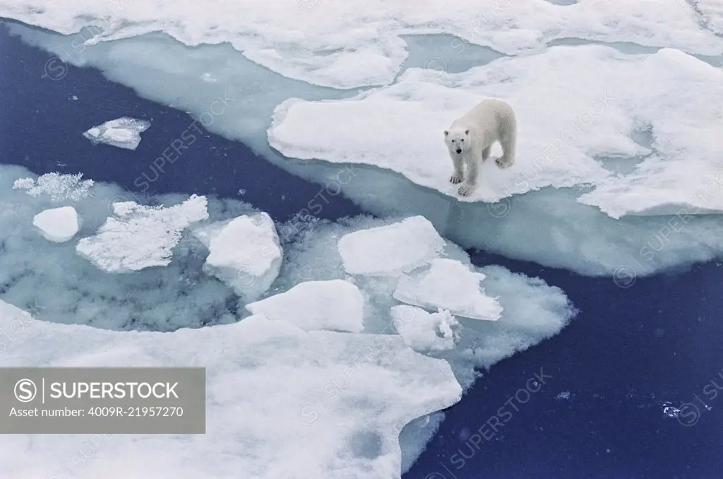 Polar bear  walking on Iceberg floating in the Arctic 