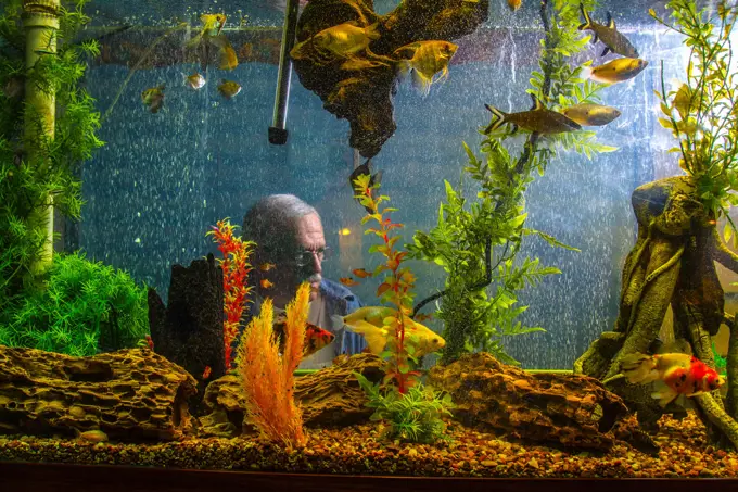 Pensive, man behind fish tank