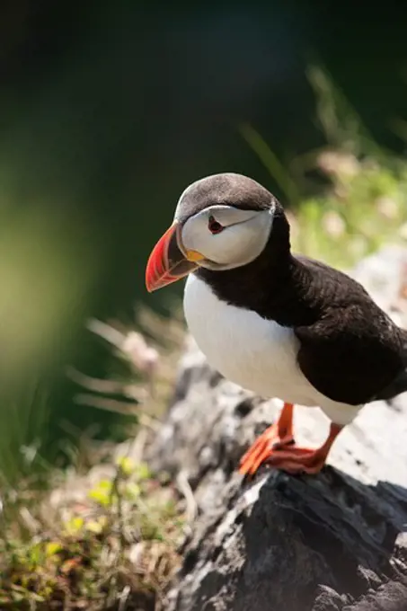 Atlantic puffin (Fratercula arctica) perching on a cliff, Skellig Michael, Republic of Ireland