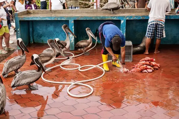 Ecuador, Galapagos Islands, Group of pelicans waiting for leftovers as fisherman cleaning fish at fish market