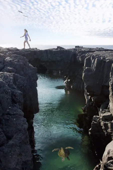 Woman walking across rocks as a Giant Galapagos Tortoise swims in water between rocks, Galapagos Islands