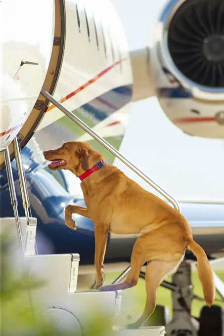 Family dog using stairs to board  jet  on tarmac at private airport 