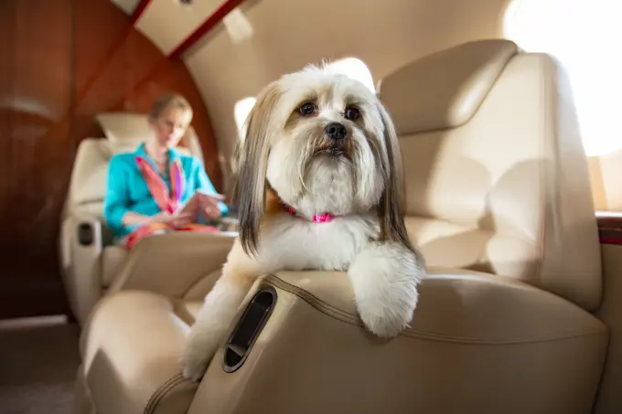 Close up Portrait of Family dog lying down on arm of chair in cabin of private plane looking off camera, older woman in background looking at tablet computer