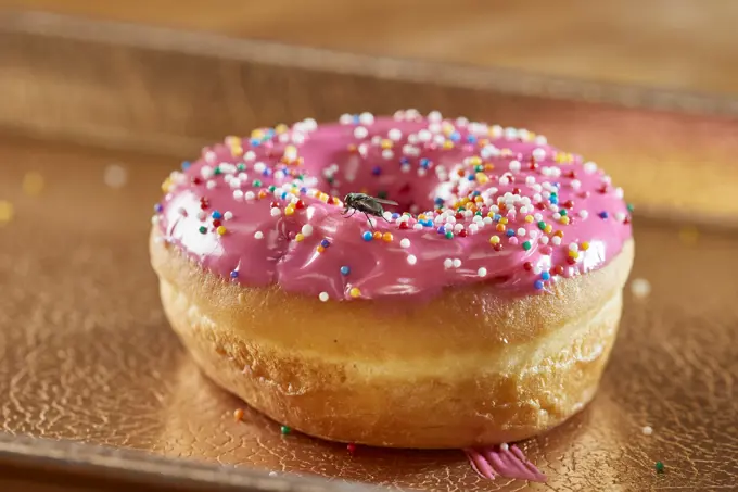 Close up detail view of fly on donut with pink icing with decorative rainbow sprinkles