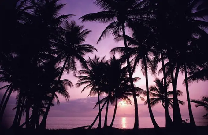 Silhouette of palm trees on the beach at sunset, St. Lucia