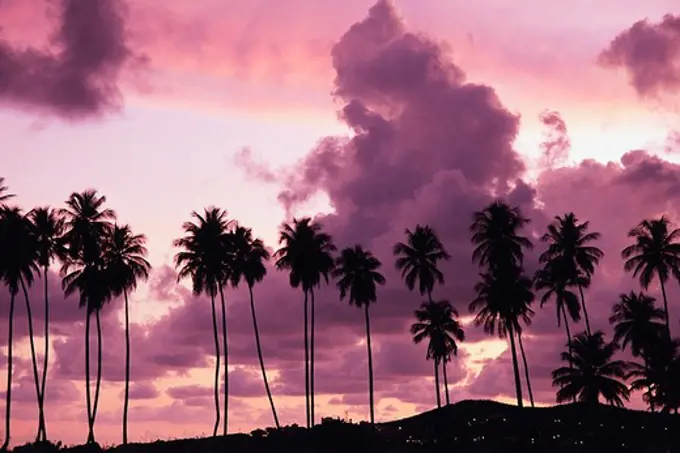 Silhouette of palm against the cloudy sky at sunset, Barbados