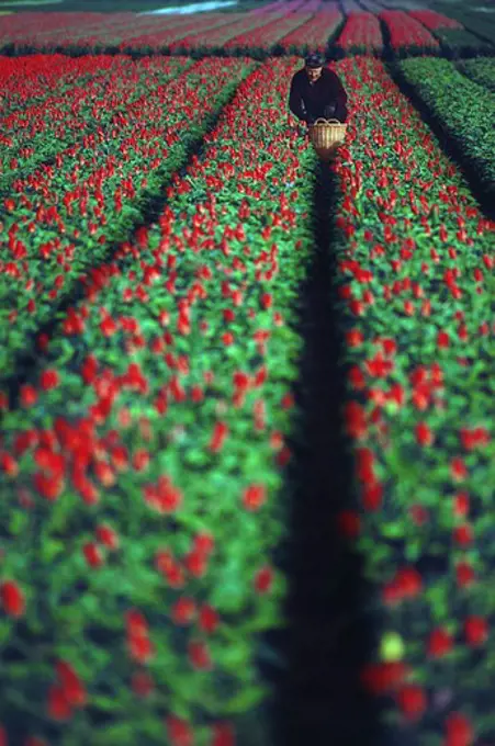 Tulip farm in bloom, Keukenhof Gardens, Netherlands