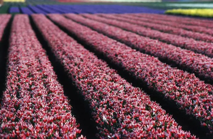 Tulip farm in bloom, Keukenhof Gardens, Netherlands