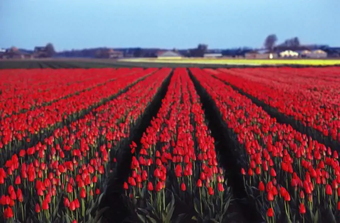 Tulip farm in bloom, Keukenhof Gardens, Netherlands