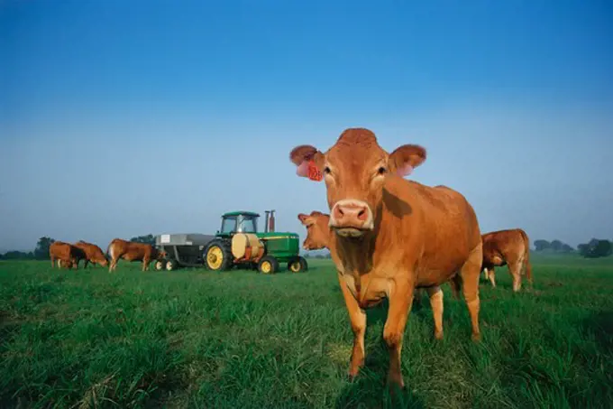 Herd of cows in a farm, Mississippi, USA