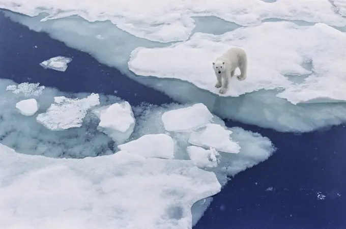 Polar bear  walking on Iceberg floating in the Arctic 