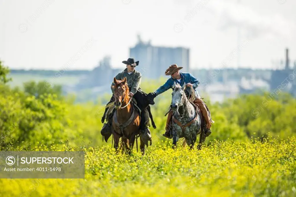 Two cowboy riding horse up hill, one carrying calf across his lap