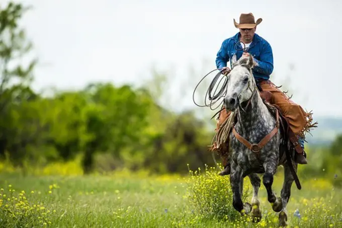 Cowboy racing horse in field carrying lasso