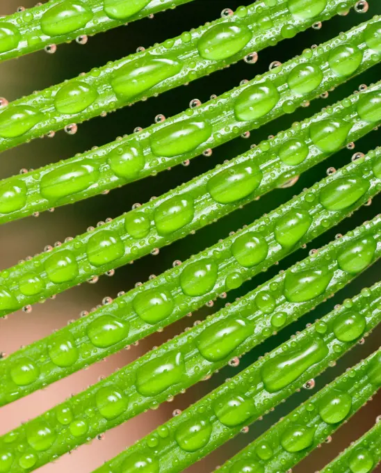 Water drops on Sago palm (Cycas revoluta) leaves